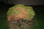 Pinus-Bregeon-001.jpg