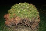 Pinus-Bregeon-002.jpg