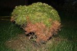 Pinus-Bregeon-003.jpg
