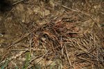 Pinus-Bregeon-005.jpg