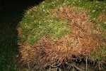 Pinus-Bregeon-008.jpg