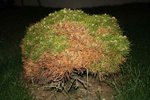 Pinus-Bregeon-009.jpg