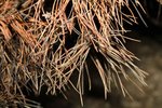 Pinus-Bregeon-011.jpg