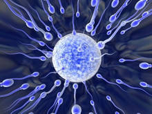 spermatozo.jpg