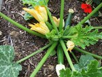 Courgette des maraichers (merci Princesse)