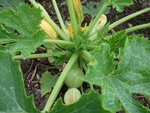 Courgette de Nice