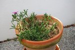 mon 1er plant de ficoïde qui fleurit !!