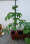 Tomates en grappes