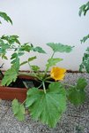 Le plant de courgettes