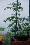 Tomates cerises rouges
