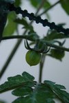 Mes 1eres tomates cerises .....<br /><br />Bon d'accoooord, c'est petit mais je suis trop contente