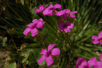DSC_0123a.jpg