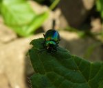 insecte1.jpg