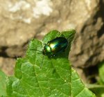 insecte2.jpg