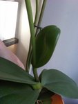 IMG00192-20100622-1821.jpg