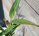 Sicky Bamboo.JPG