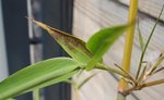 Sicky Bamboo II.JPG