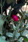 DSC_0146b.jpg