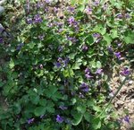 violettes2.jpg
