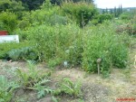 la jungle des pois,fèves,choux et PdT