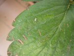 insecte blanc.jpg