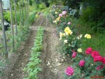 rosiers ,haricots cupidon,tomates ,deux rangs de haricots rames,fenouil,blette,au fond courgettes et aricots tarbais