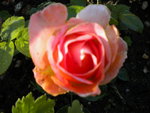 DSCN1117.JPG