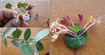 il s'agit d'un arbuste du maquis méditerranéen à fleurs blanc mauve,<br />floraison en cours (24 juin)
