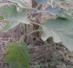 P240610_21.10.gif