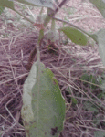 P240610_21.23.gif