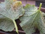 feuilles de cornichon