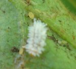 insecte potager.jpg