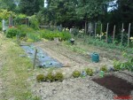 vue d'une partie du potager
