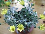gazania              25-06-10.jpg