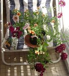 petunia et                  25-06-10.jpg