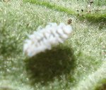 COCCINELLE OU COCHENILLE 2.JPG