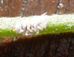 COCCINELLE OU COCHENILLE 3.JPG