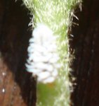 COCCINELLE OU COCHENILLE.JPG