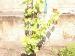 Dscf1795.jpg