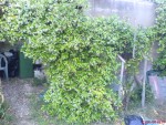 mon cabanon sous un jasmin étoilé