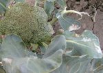 brocoli.jpg