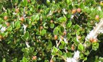 cotoneaster malade [1600x1200] [640x480].JPG