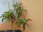 P1010276(1)(4).JPG