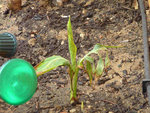 PLANTE BRULEE(1)(2).JPG