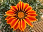 Fleur orange.jpg