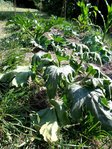 courgettemalade.jpg