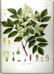 fraxinus_ornus_illustration_bio.jpg