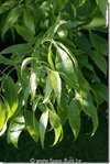 fraxinus_pennsylvanica_aucubifolia_2399.jpg