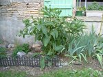 plante verte 1b.jpg