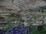 IMG_2840.jpg
